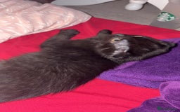 Mixed Breed cats for sale: Black scottish fold  - Image 30