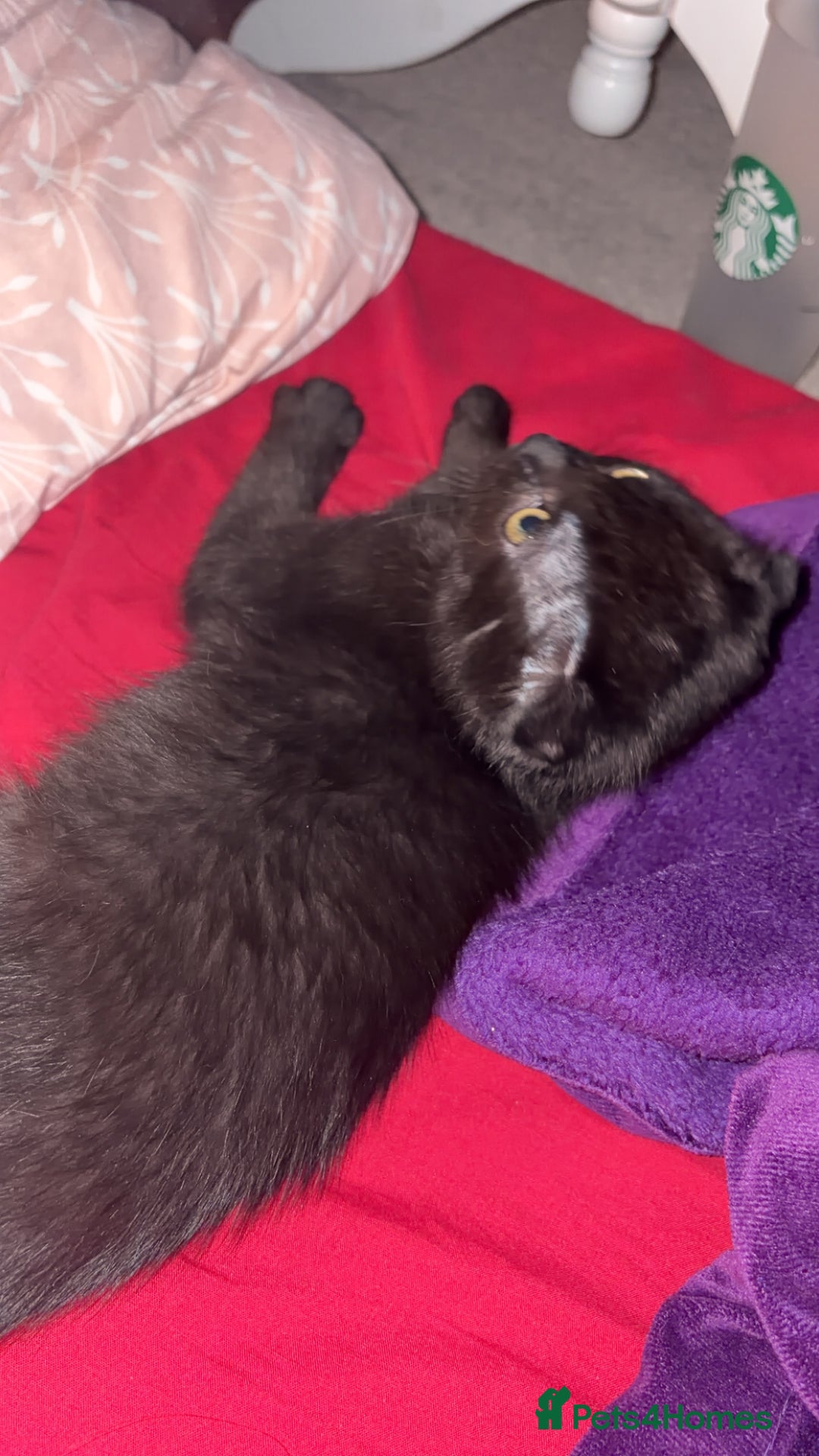 Mixed Breed cats for sale: Black scottish fold  - Image 30