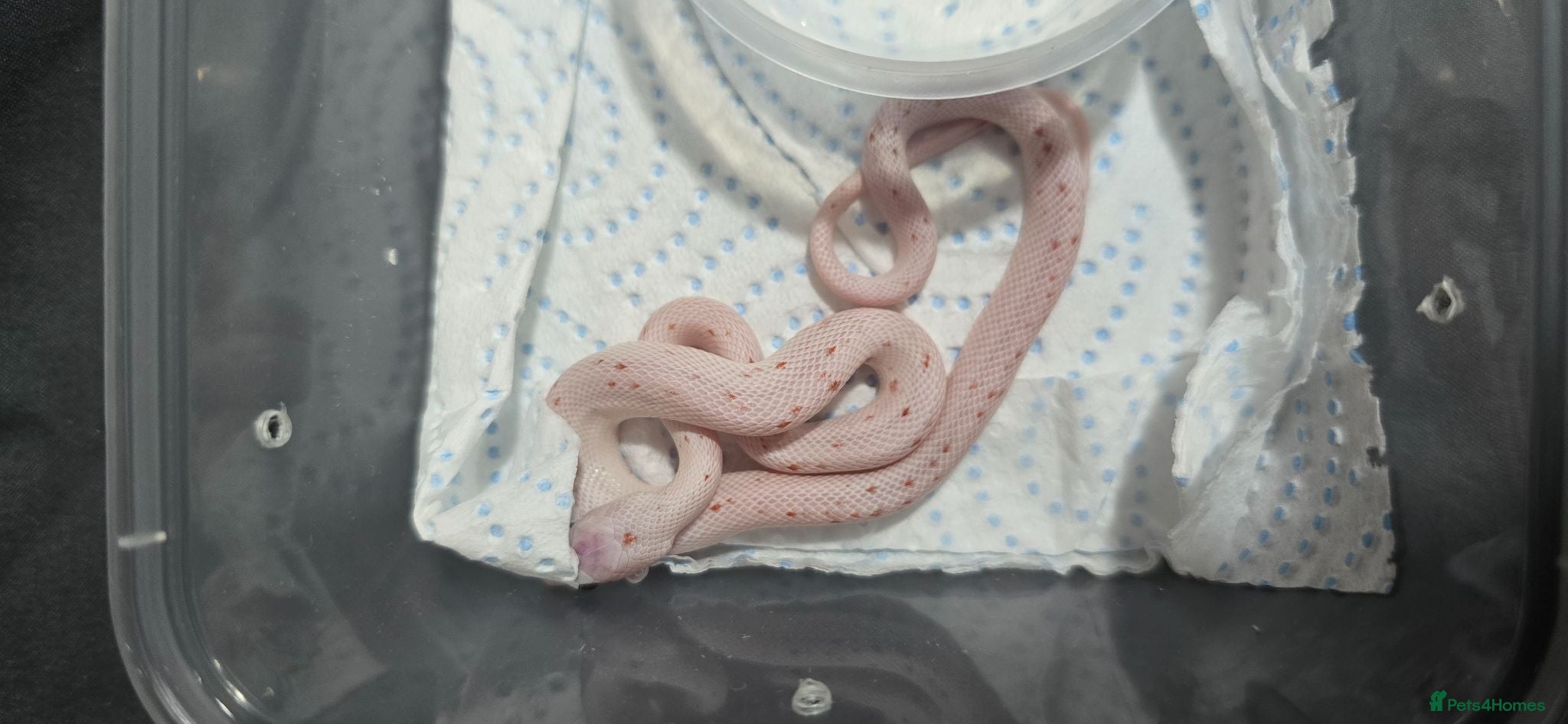Corn Snake reptiles Baby corn snakes  - Advert 2