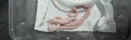 Corn Snake reptiles for sale: Baby corn snakes  - Advert 1