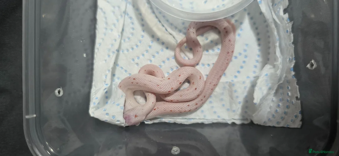 Corn Snake reptiles for sale: Baby corn snakes  - Advert 1