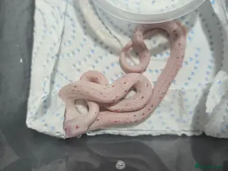 Corn Snake reptiles Baby corn snakes - Advert 11