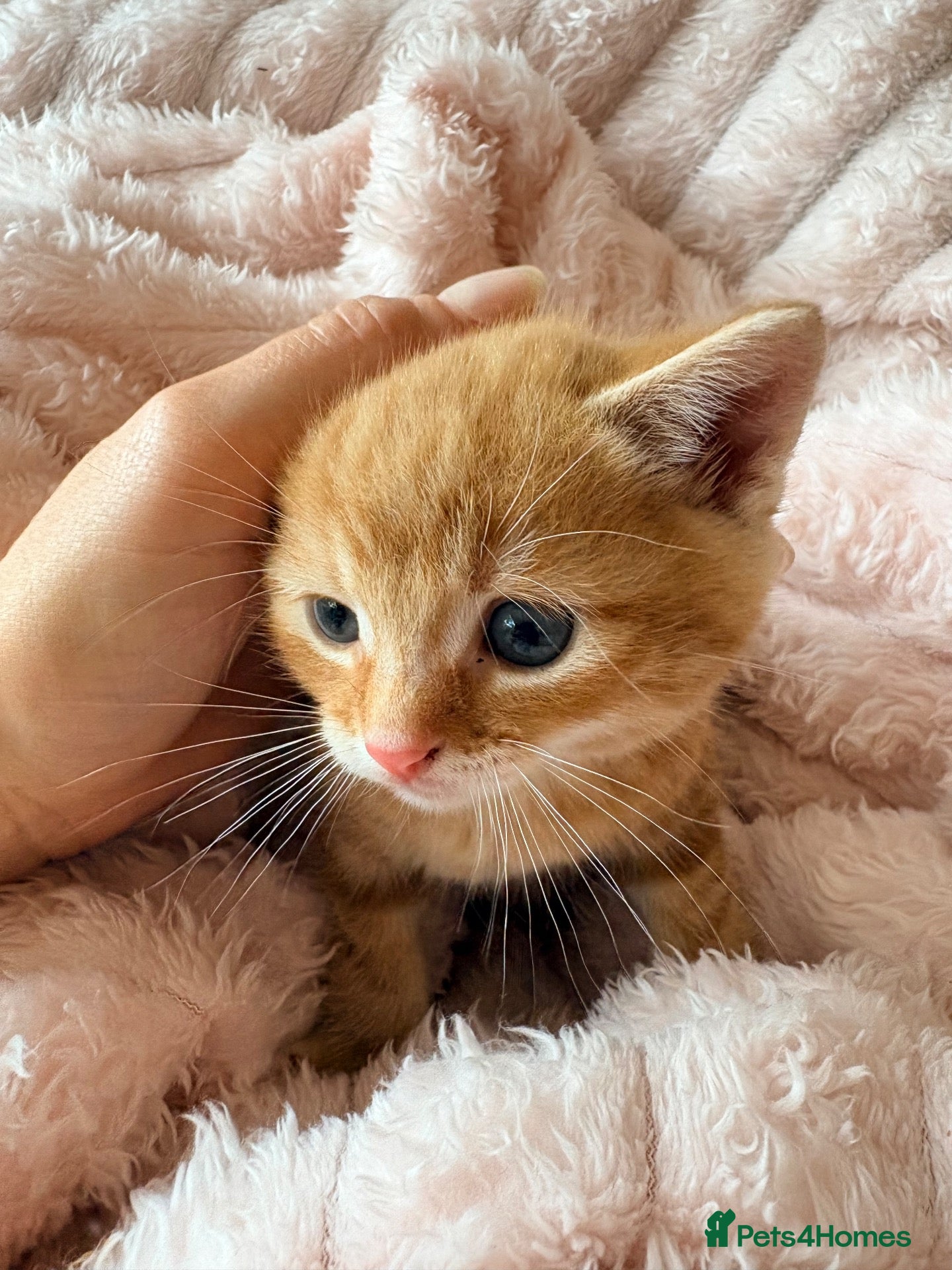 Mixed Breed cats Beautiful Ginger Kittens  - Advert 17