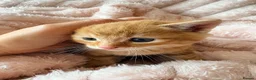 Mixed Breed cats for sale: Beautiful Ginger Kittens  - Advert 3
