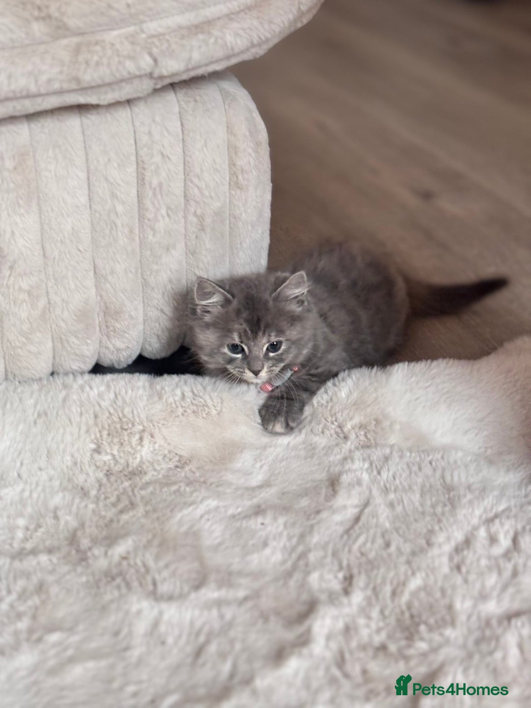 British Longhair cats for sale: Violet 12 week old British long hair/main coon - Advert 3