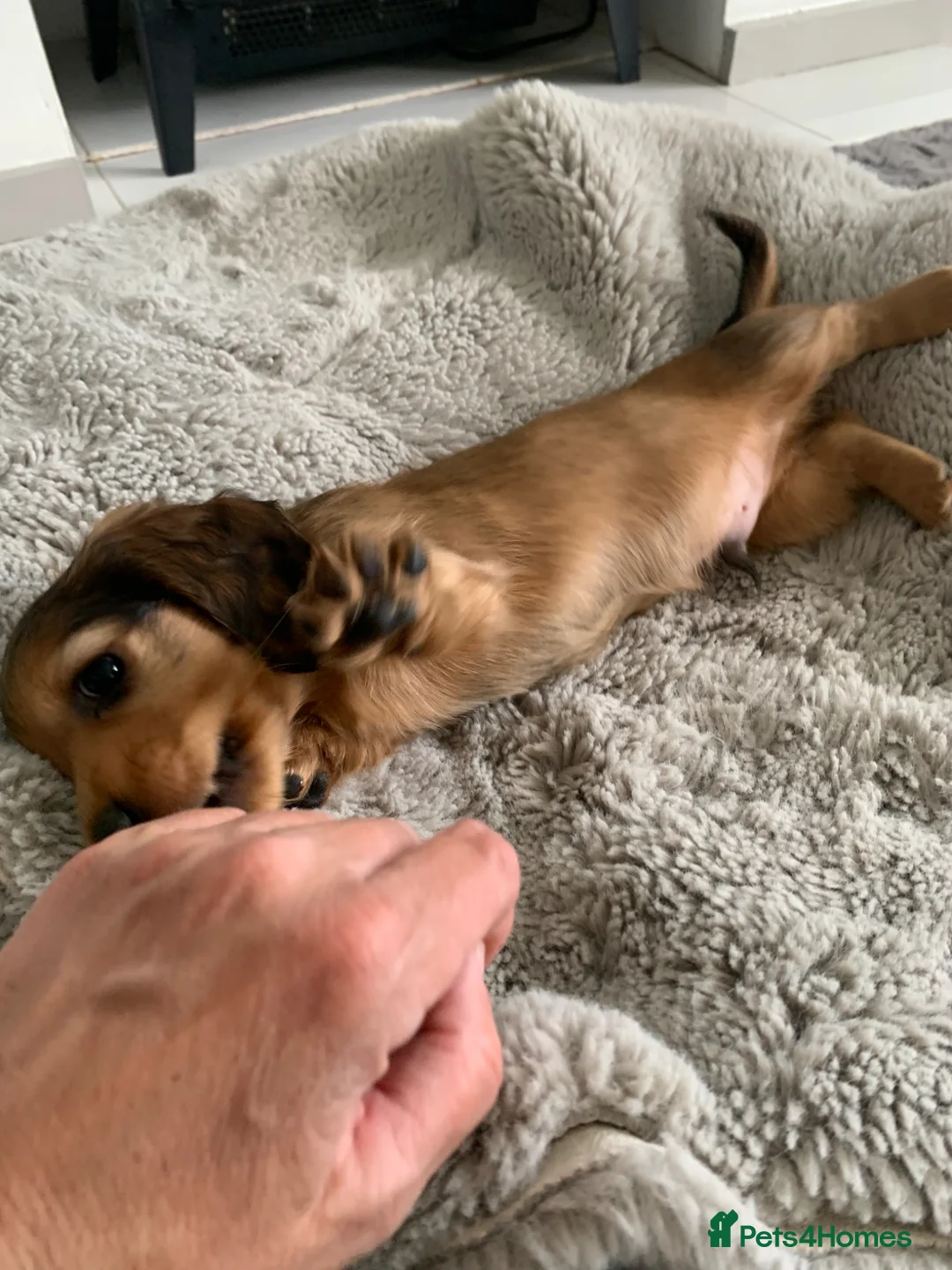 Dachshund dogs for sale: Dachshund longhair  - Advert 2