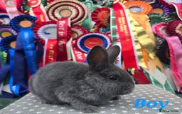 Mixed Breed rabbits for sale: Purebred Holicers - Image 2