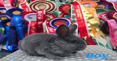 Mixed Breed rabbits - Advert 6