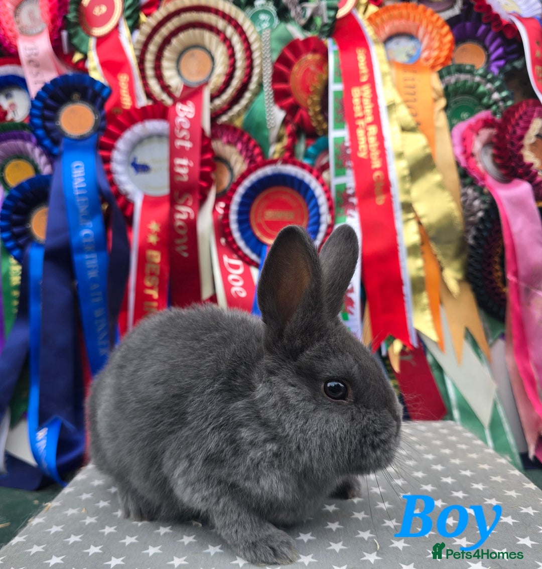Mixed Breed rabbits for sale: Purebred Holicers - Image 2