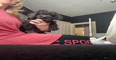 Doxiepoo dogs - Advert 2