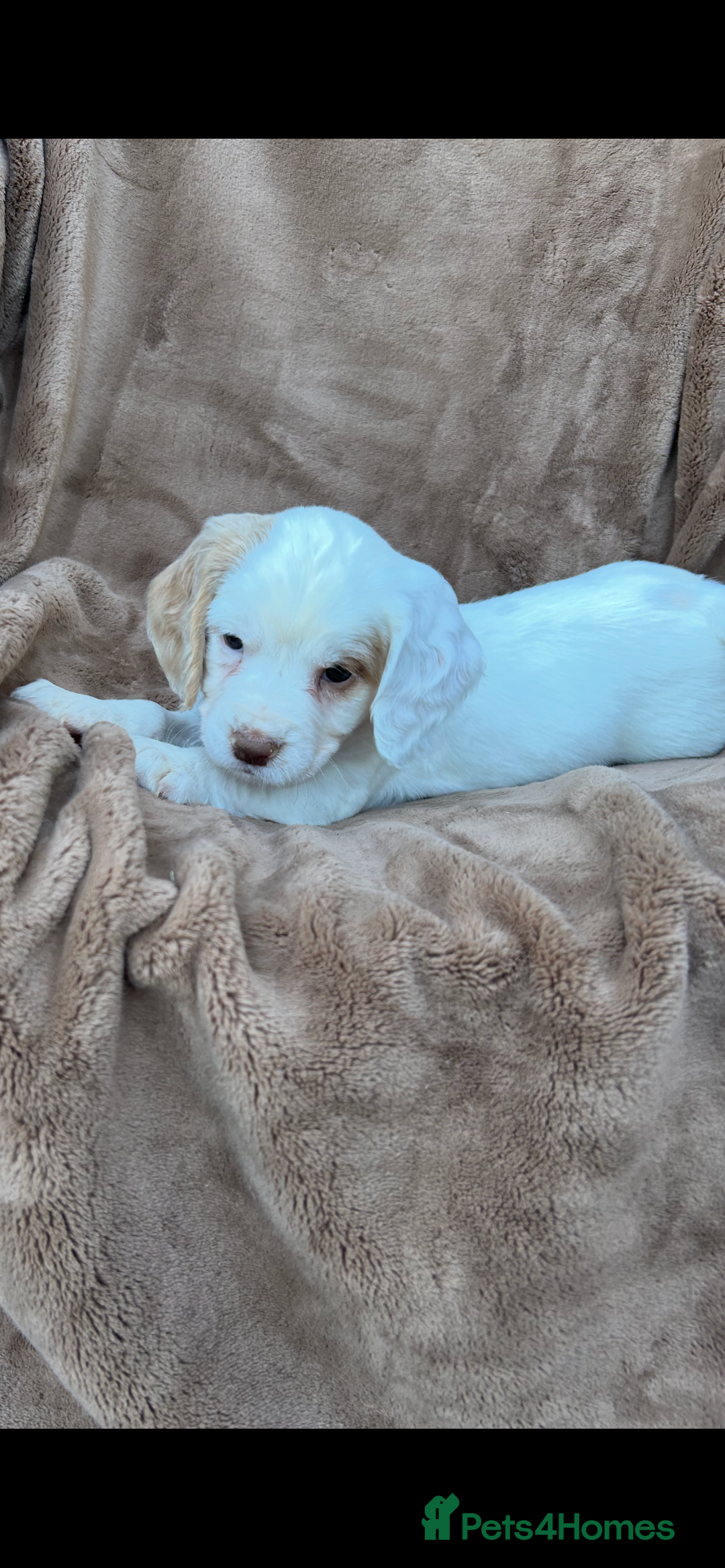 Cocker Spaniel dogs for sale: Gorgeous kc registered cocker spaniel puppies - Image 26