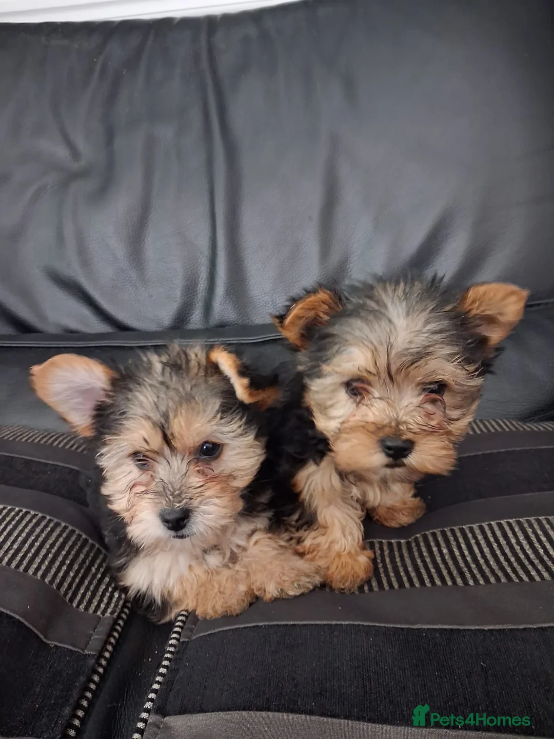 Yorkshire Terrier dogs for sale: 3 males 1 female in Rochester - Advert 2