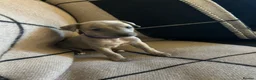 Whippet dogs for sale: Exceptional Puppies from health tested parents - Advert 8