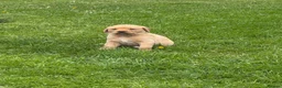 Goldador dogs for sale: 11 Goldador puppies *Ready to leave now* - Advert 28