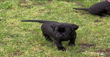 Labrador Retriever dogs - Advert 2