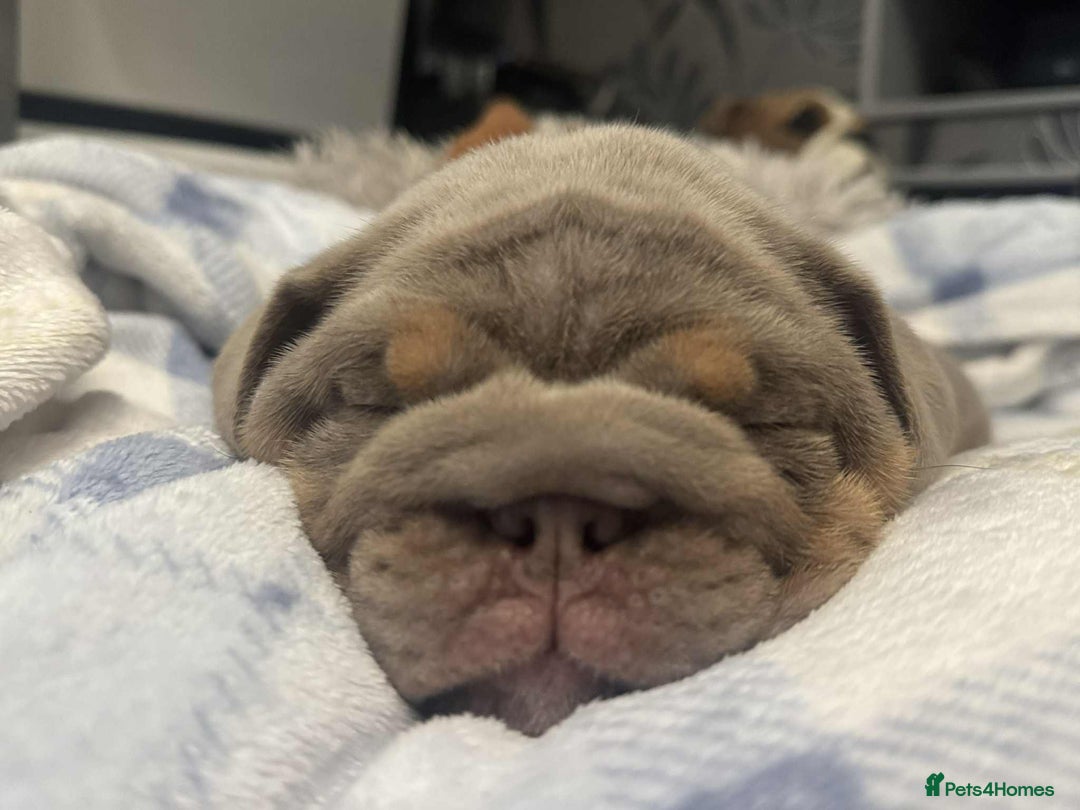 English Bulldog dogs for sale: Quality English bulldogs  - Image 6