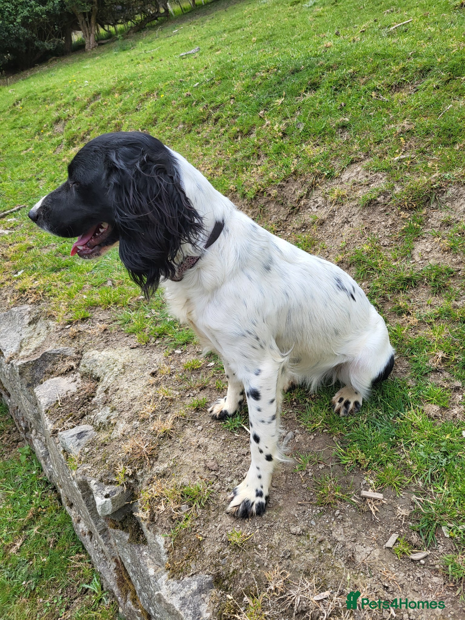 English Springer Spaniel dogs for sale: 9 month old kc reg springer bitch  - Advert 2
