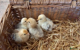 Chickens poultry for sale: Unsexed Mille Fleur Pekin Chicks For Sale  - Image 1