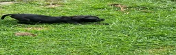Staffordshire Bull Terrier dogs for sale: KC REGISTERED 3 BLACK BOYS 1 GIRL - Advert 16