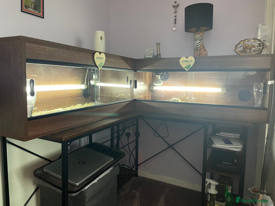 Tortoise reptiles for sale: 2 x Female Horsefield Tortoises - Advert 4