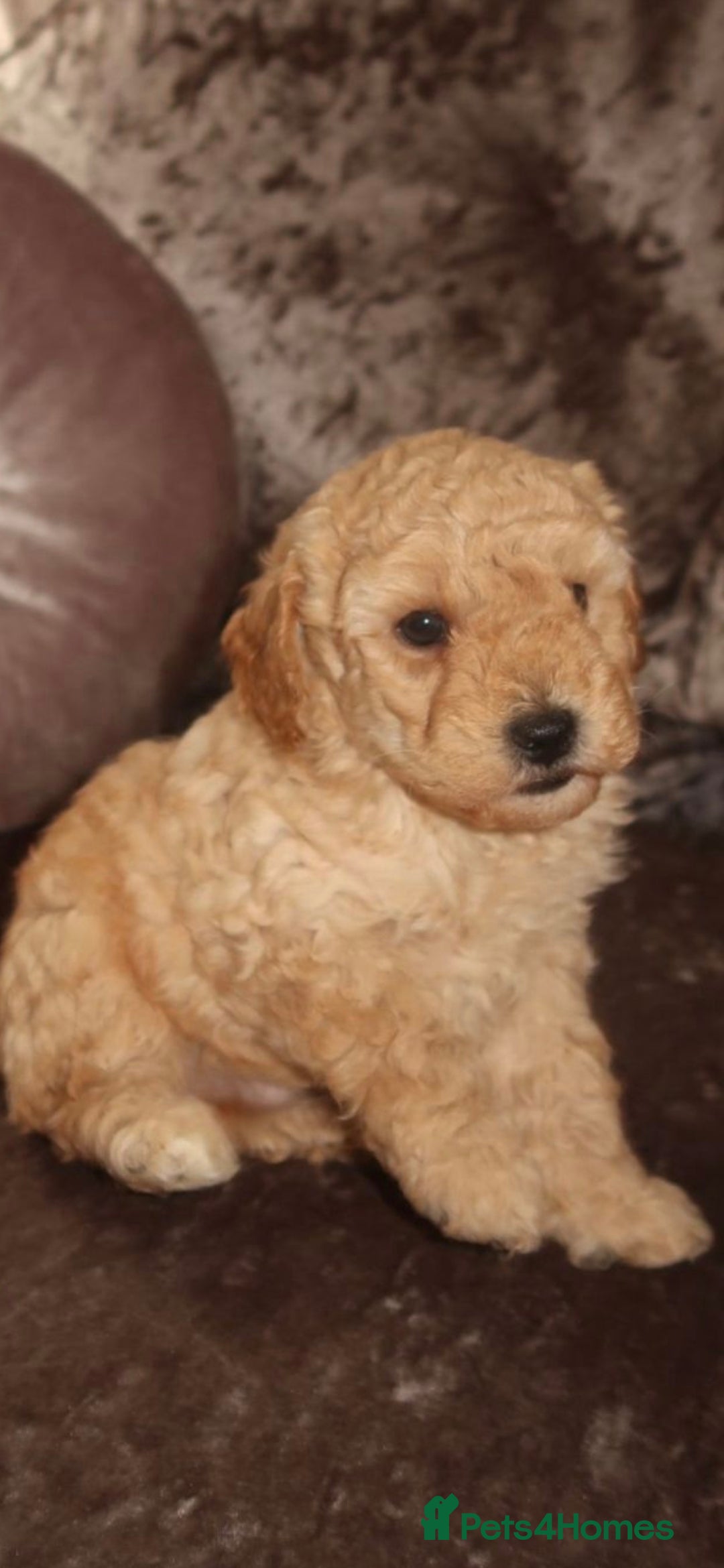 Poodle dogs for sale: Poodle pups - Image 1