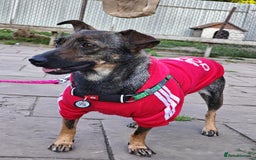 Mixed Breed dogs for adoption: 💖🐶 MALVA 🐶💖 - Image 7