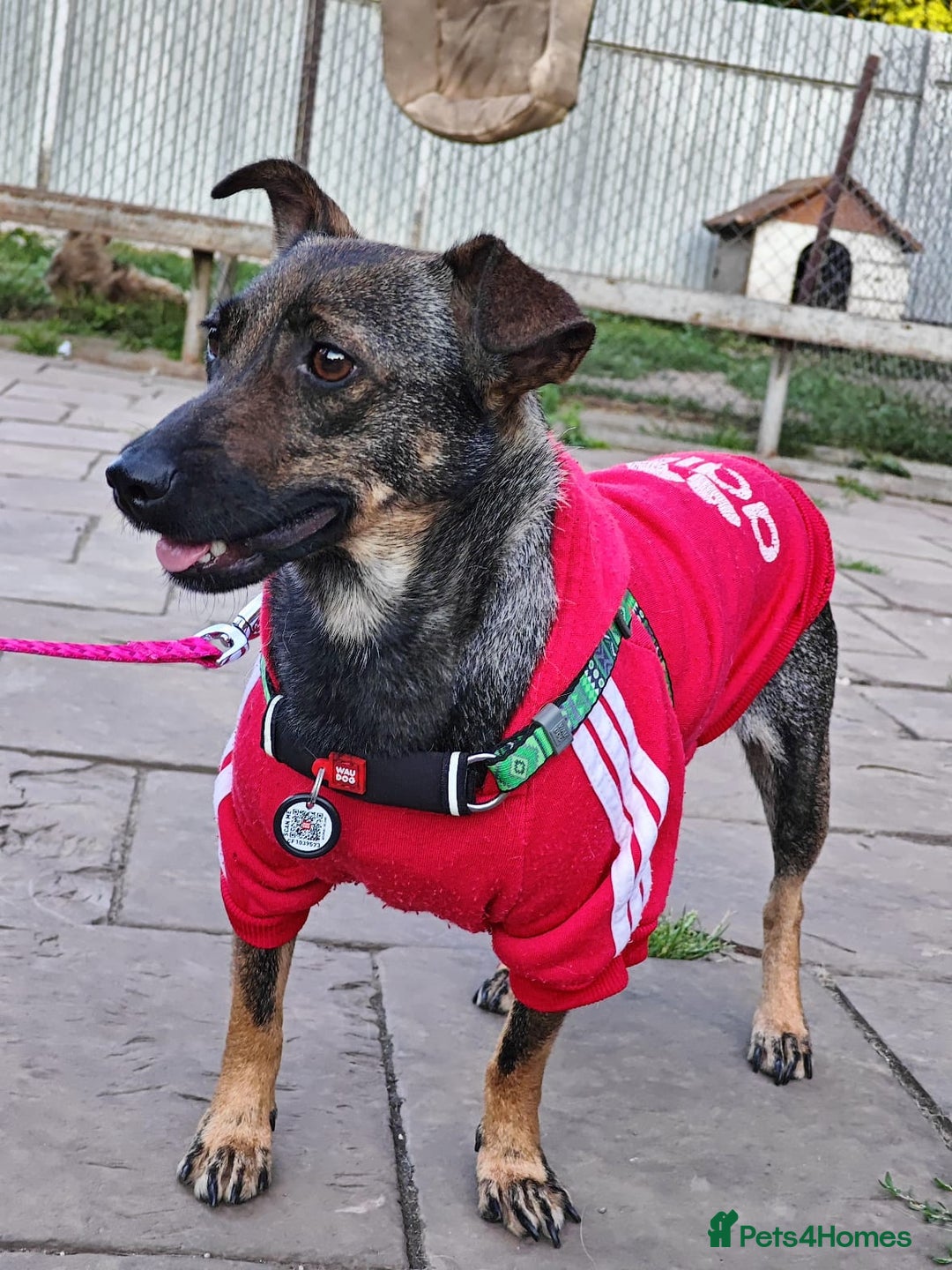 Mixed Breed dogs for adoption: 💖🐶 MALVA 🐶💖 - Image 7