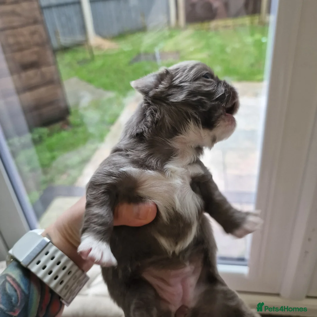 Chihuahua dogs for sale: Beautiful Chihuahua Puppies  - Advert 15