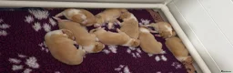 Border Collie dogs for sale: Beautiful EE-Red/Golden Long Haired Border Collies - Advert 22