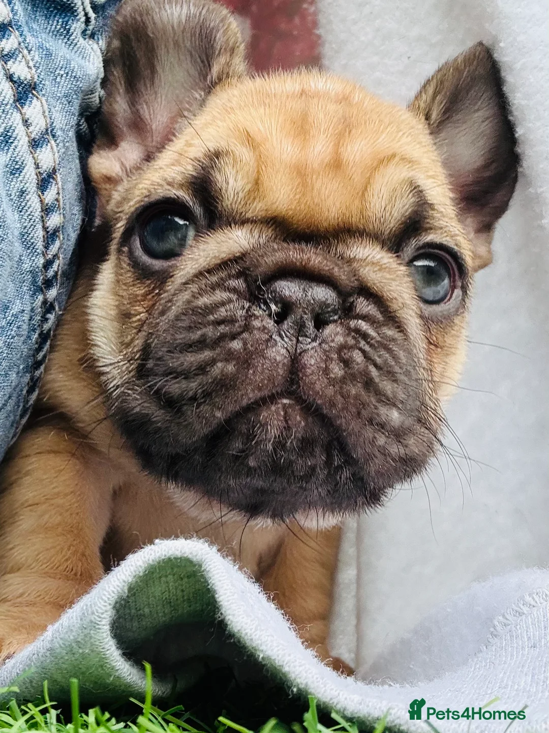 French Bulldog dogs for sale: French Bulldog Puppies - Fawn/Cream - Advert 26