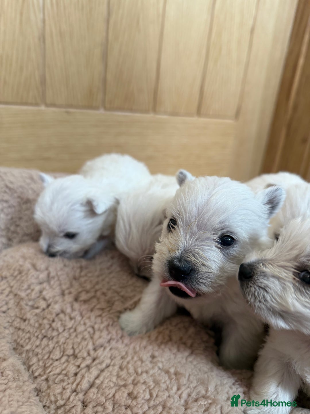 West Highland Terrier dogs for sale: Polish Bloodlines KC Westies.  - Advert 11