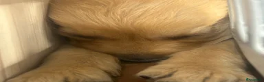 Golden Retriever blue collar Puppy 4