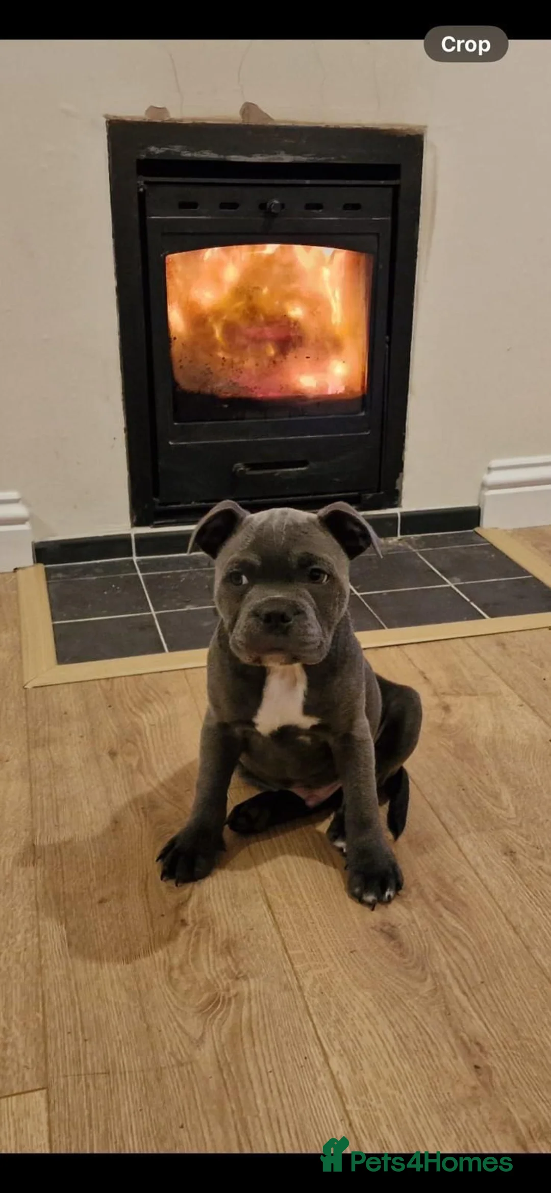 Staffordshire Bull Terrier dogs for stud: PRINCE- SOLID BLUE CHAMPION BRED in Smethwick - Advert 16
