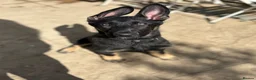 German Shepherd dogs for sale: Trainer owned - Stable, Confident Puppy - Advert 5