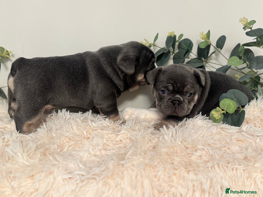 French Bulldog dogs for sale: Beautiful KC Registered French Bulldog Boys  - Advert 6