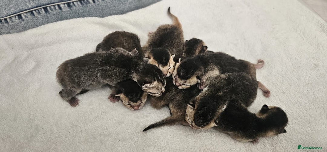 British Shorthair cats for sale: Golden British shorthairs  - Image 18