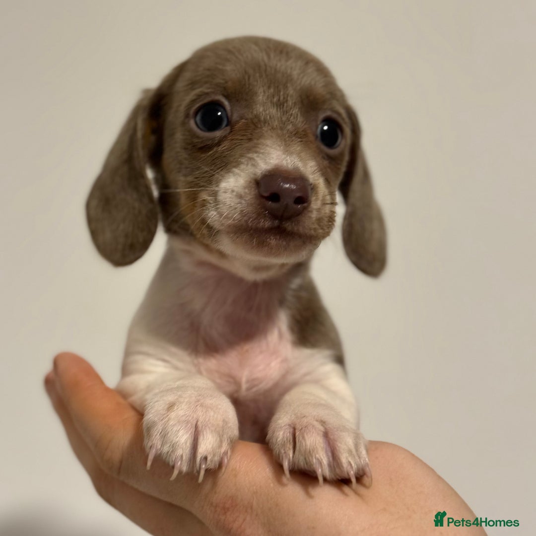 Miniature Dachshund dogs for sale: KC Registered Miniature Dachshund Puppies ❤️ - Advert 8