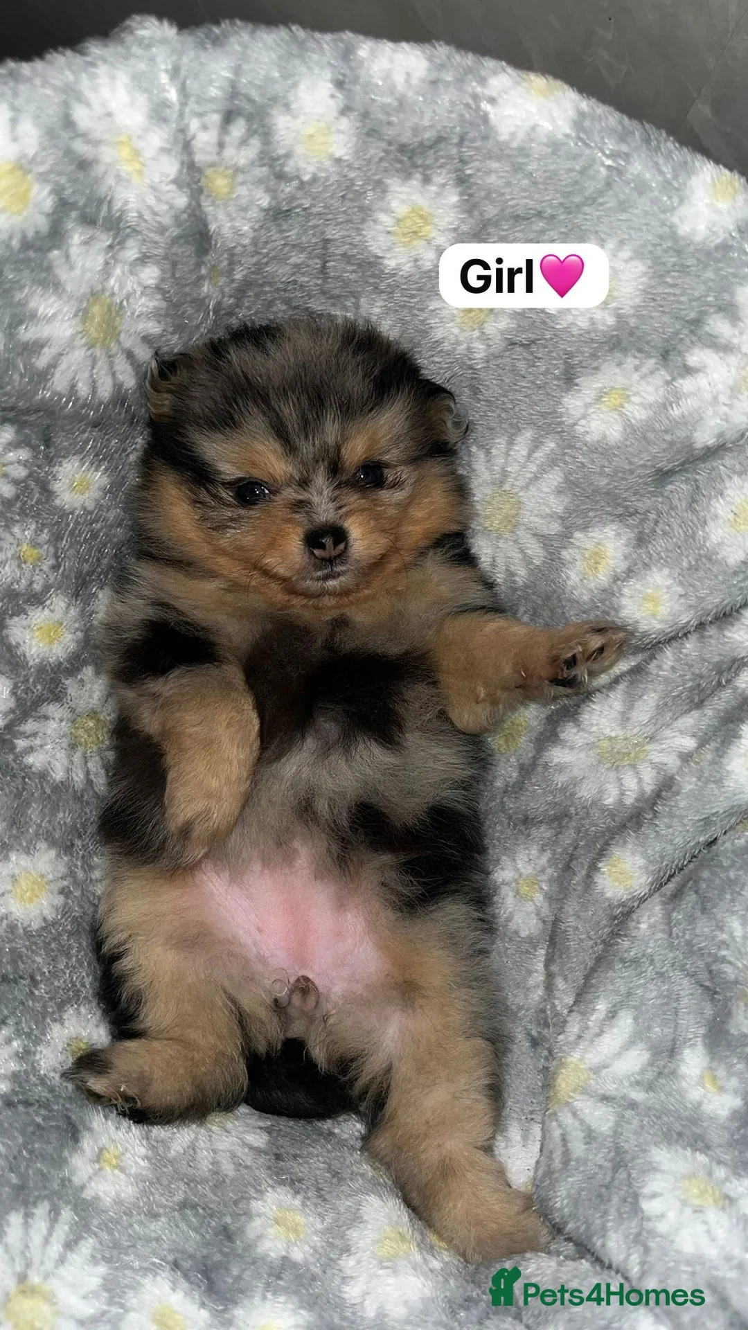 Pomeranian dogs for sale: Mini teddy Poms - Advert 2