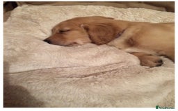 Golden Retriever dogs for sale: **True Gold** Pure Golden Retriever Puppies - Image 20
