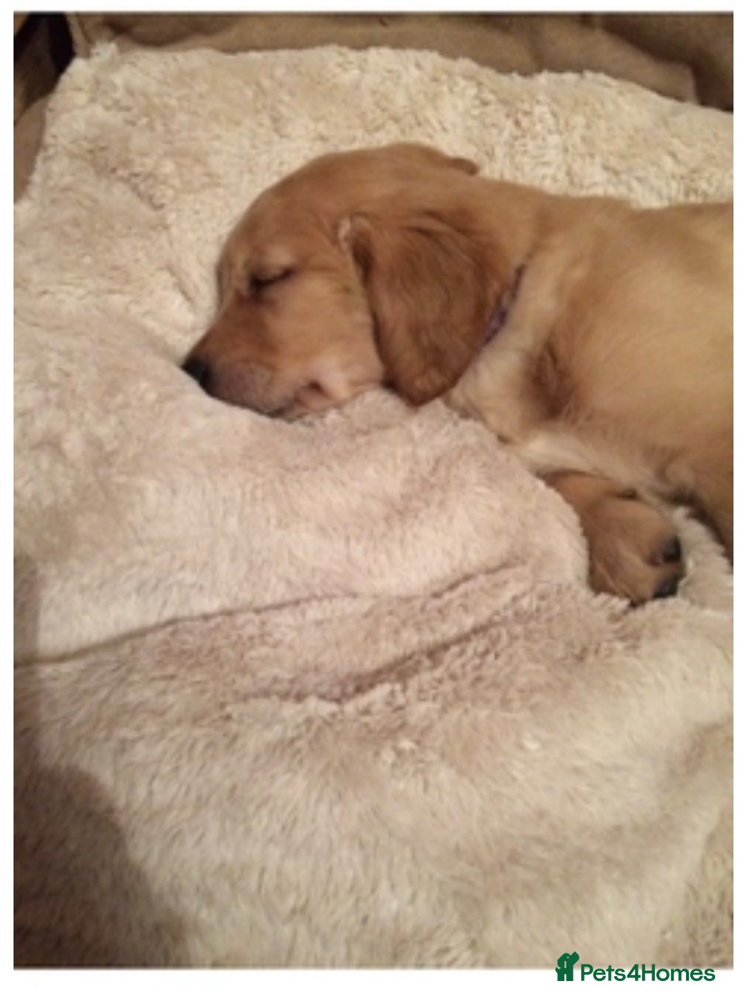 Golden Retriever dogs for sale: **True Gold** Pure Golden Retriever Puppies - Image 20