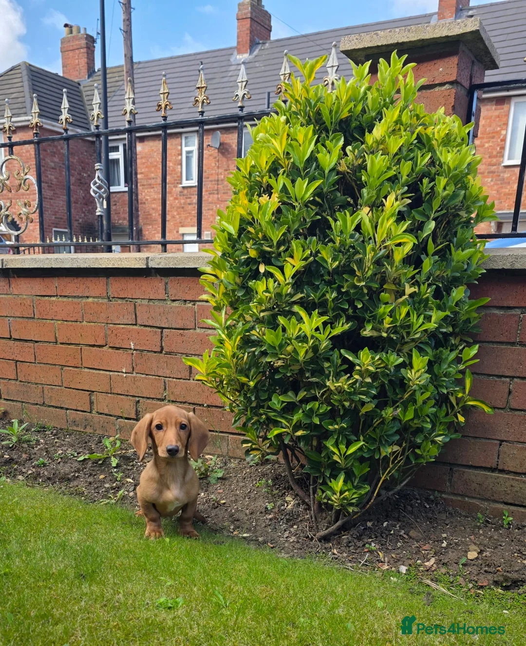 Miniature Dachshund dogs for sale: 1 boy available health clear miniature dachshunds  - Advert 2