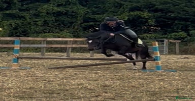Welsh Section B horses - Advert 14