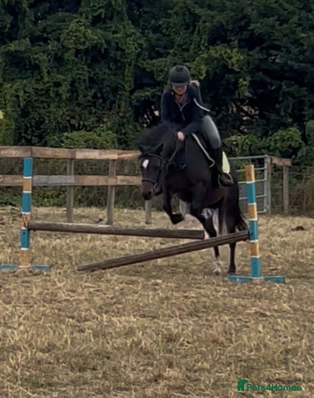 Welsh Section B horses for sale: 13 hh Welsh B Mare  - Image 3