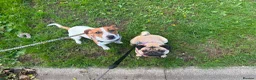 Jack Russell dogs for sale: Rehoming Jack Russell female - Advert 3