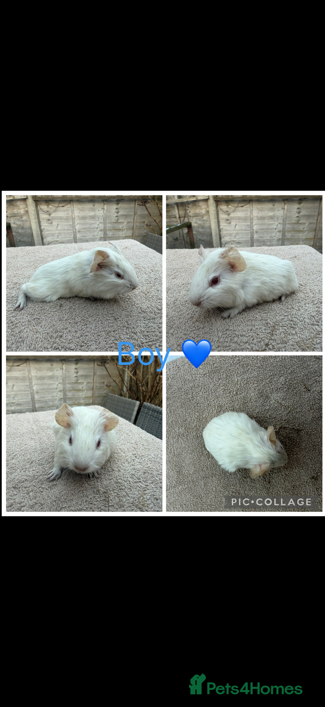 Guinea Pig rodents for sale: Male & Female Guinea pigs 👀 for new laps 🥰 - Advert 4
