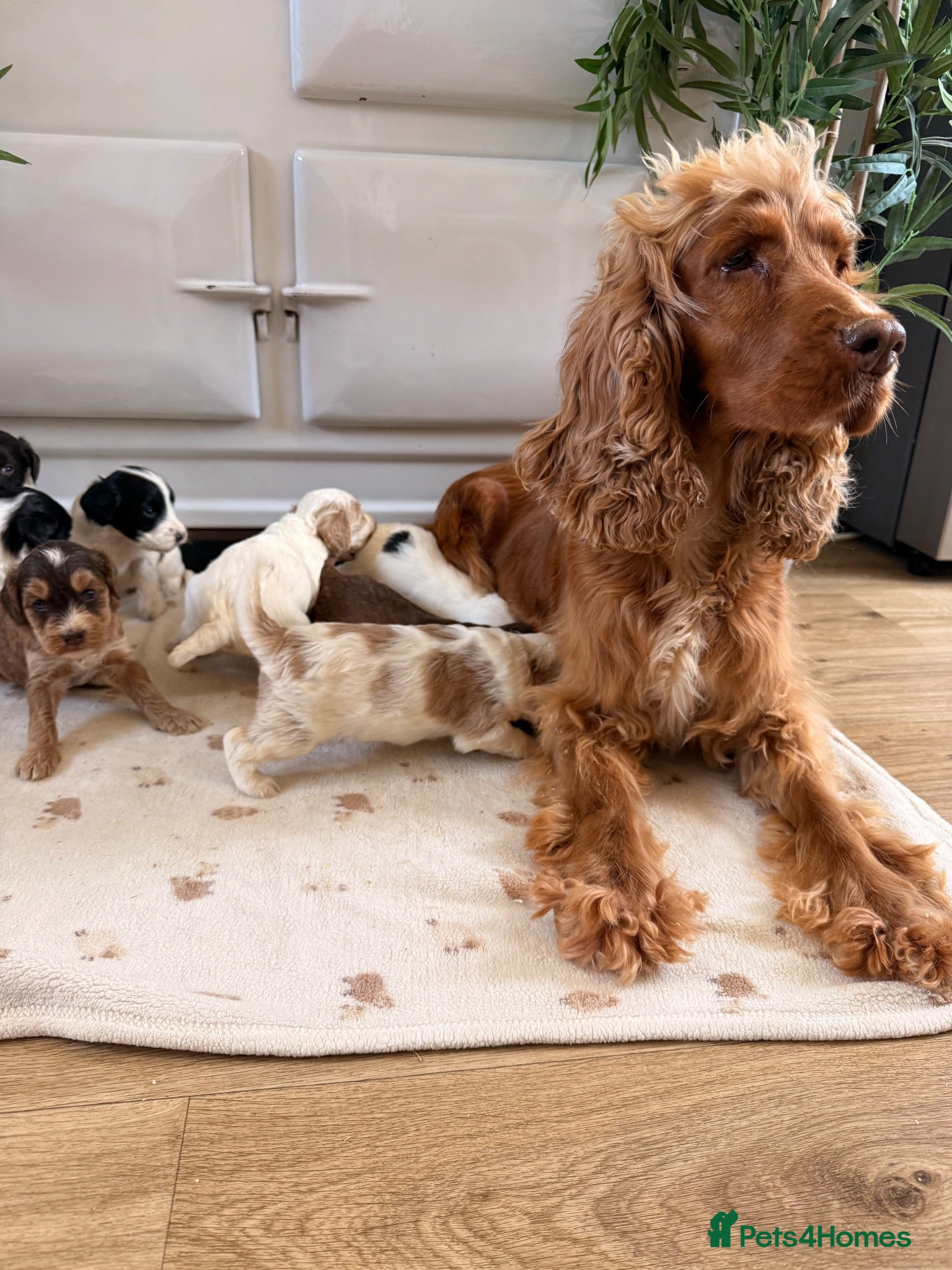 Cockapoo dogs Beautiful cockerpoo puppies  - Advert 1