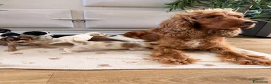 Cockapoo 9