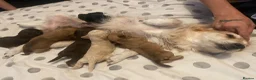 Mixed Breed dogs for sale: Cockapoo cross pups - Advert 5