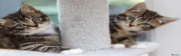 Mixed Breed cats for sale: Tabby Kittens Ready Soon - Advert 27