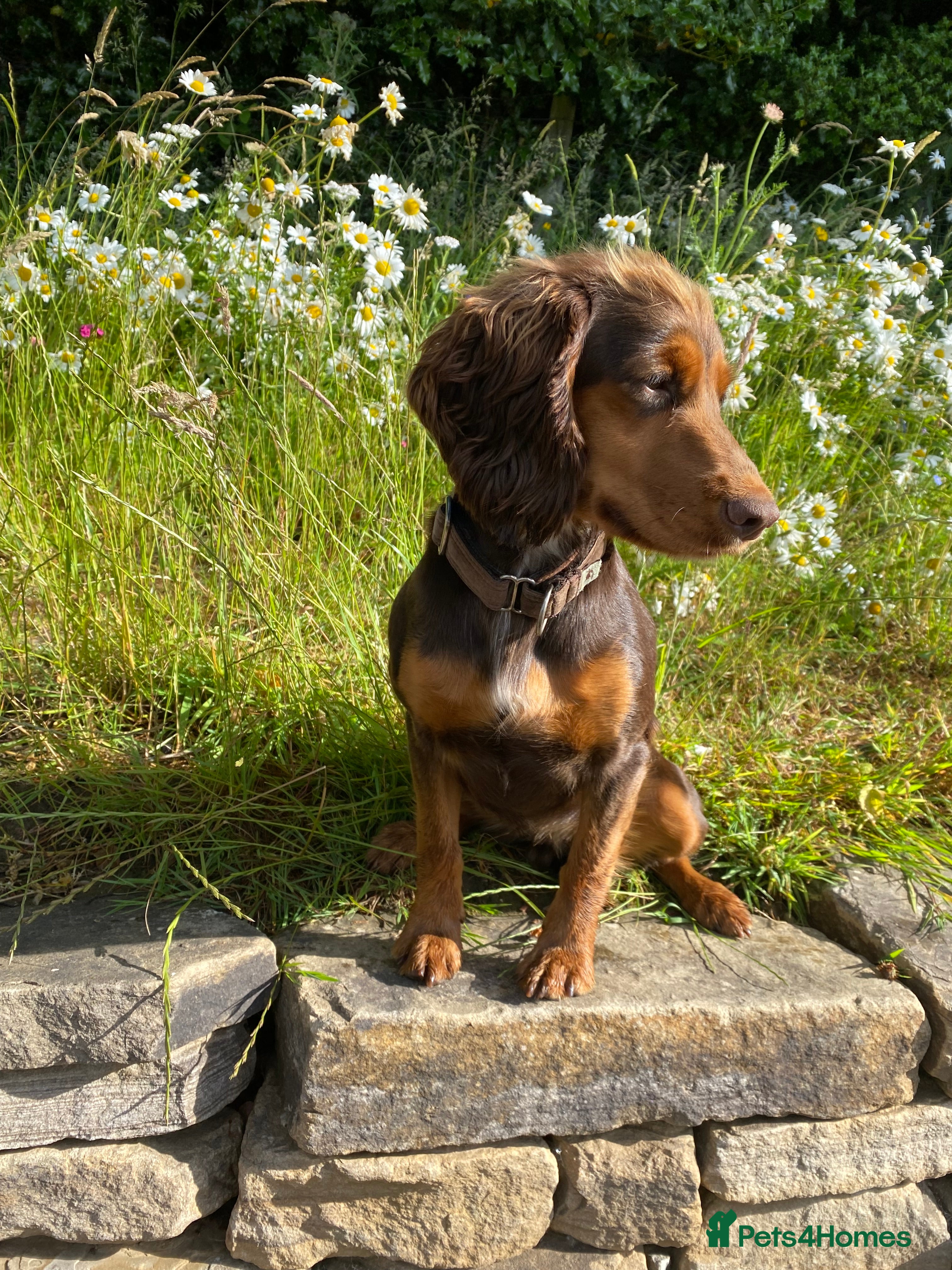 Cocker Spaniel dogs Tricolour choc and tan cocker spaniels  - Advert 3